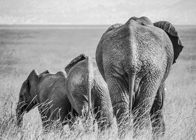 Elephant Family Poster / Black & white at Desenio AB (12305)