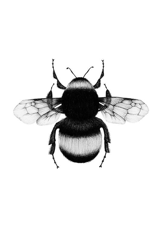 Bumblebee Drawing Poster / Black & white at Desenio AB (12309)