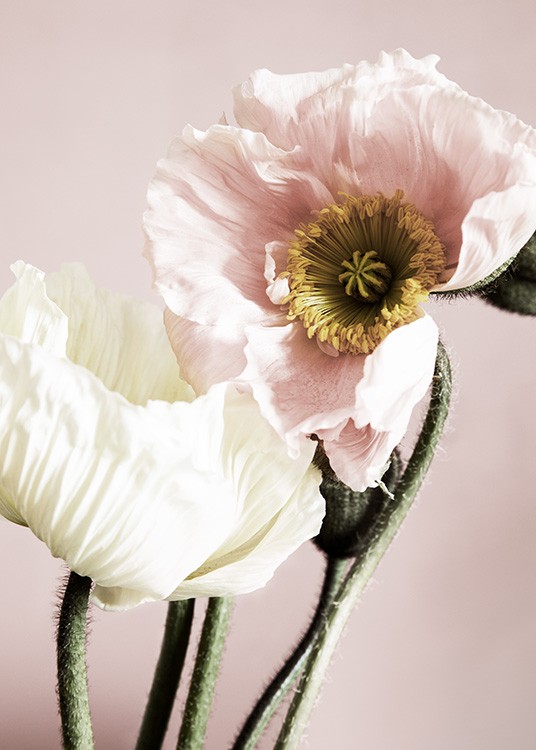 Poppies on Pink Poster / Photography at Desenio AB (12314)