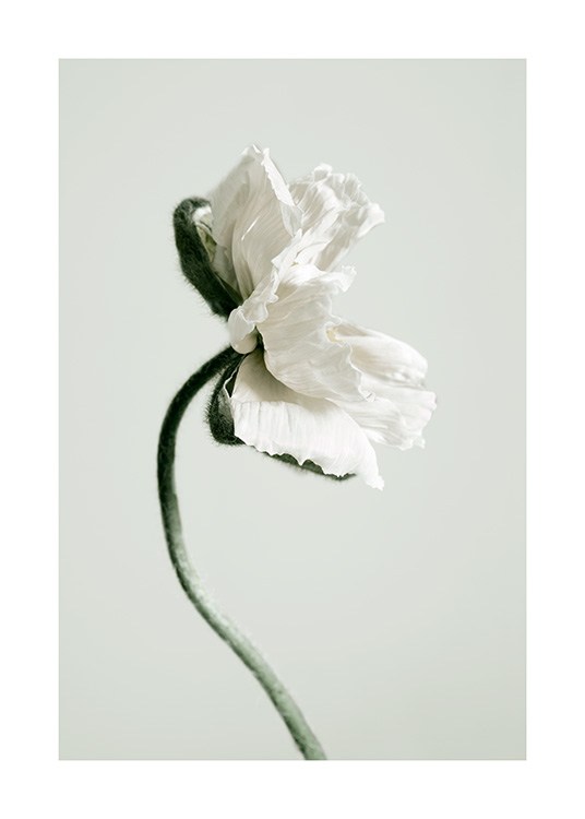 White Poppy Flower Poster / Photography at Desenio AB (12318)