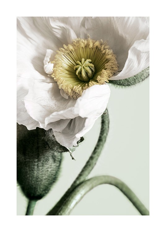 White Poppy Close Up Poster / Photography at Desenio AB (12319)