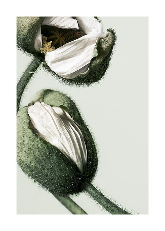 White Poppy Buds Poster / Photography at Desenio AB (12320)