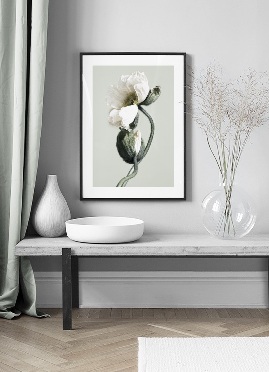 Blooming White Poppies Poster