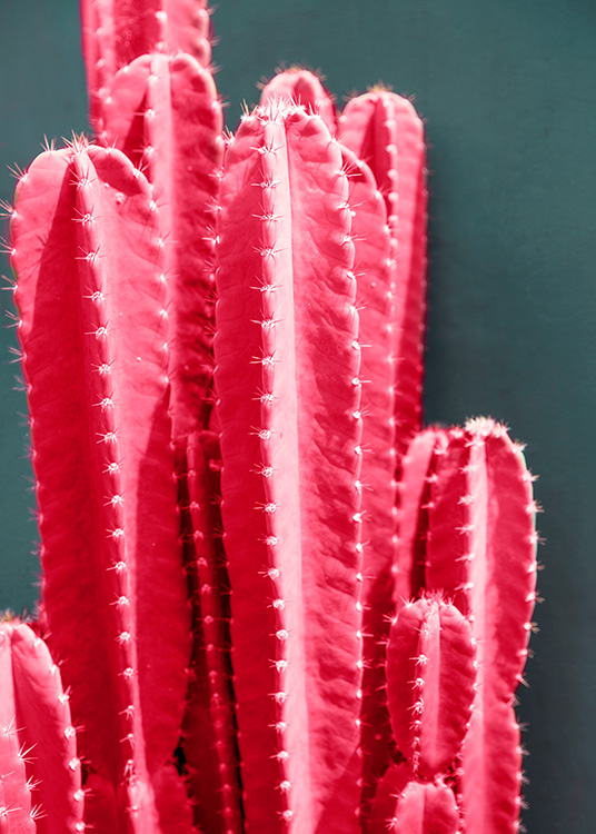Hot Pink Cactus Poster / Photography at Desenio AB (12418)