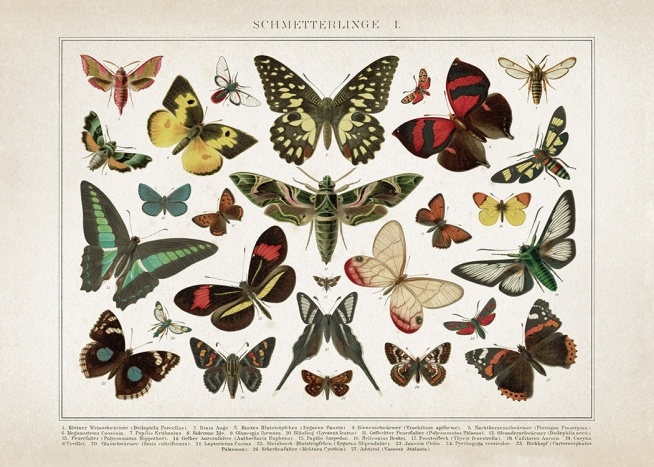 Vintage Butterflies No1 Poster / Vintage at Desenio AB (12553)