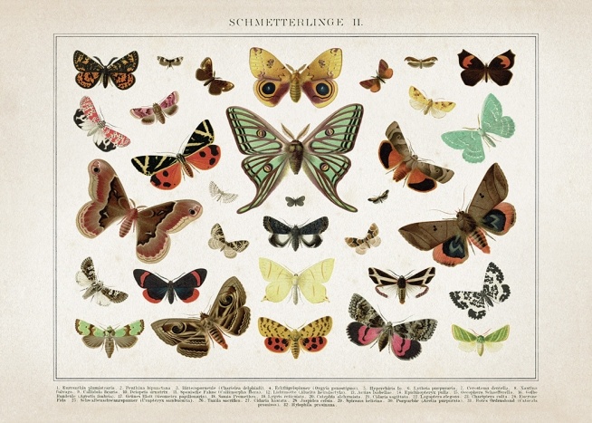Vintage Butterflies No2 Poster / Vintage at Desenio AB (12554)