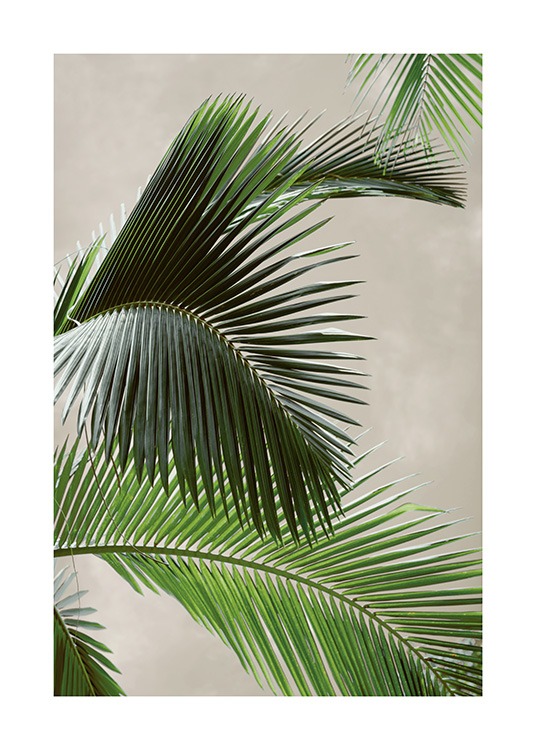 Tropical Palm Poster / Photography at Desenio AB (12570)