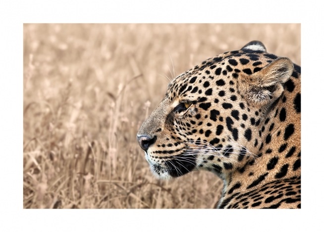 Persian Leopard Poster / Photography at Desenio AB (12575)
