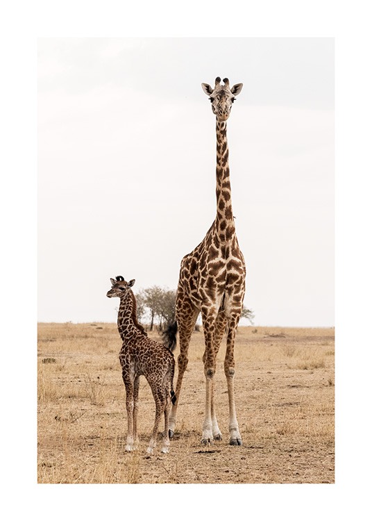 Mother and Baby Giraffe Poster / Photography at Desenio AB (12578)