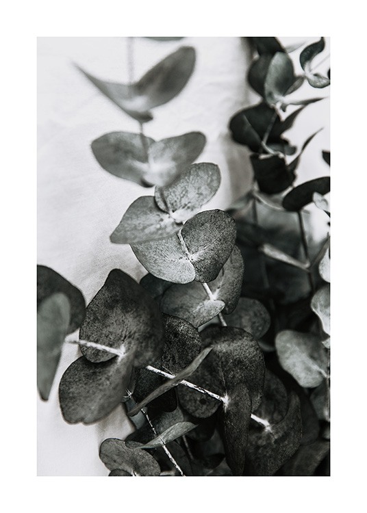  – Photograph of a couple of eucalyptus branches with grey-green leaves against a light grey background