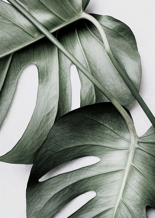 Monstera Pair Poster / Photography at Desenio AB (12584)
