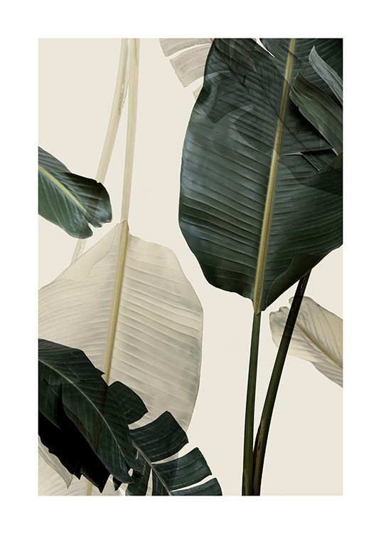 Banana Leaf Shades No1 Poster / Photography at Desenio AB (12585)