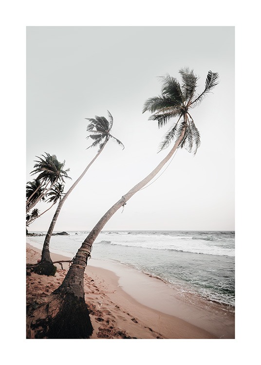  – Photograph of a row of palm trees in the wind on a beach with an ocean in the background