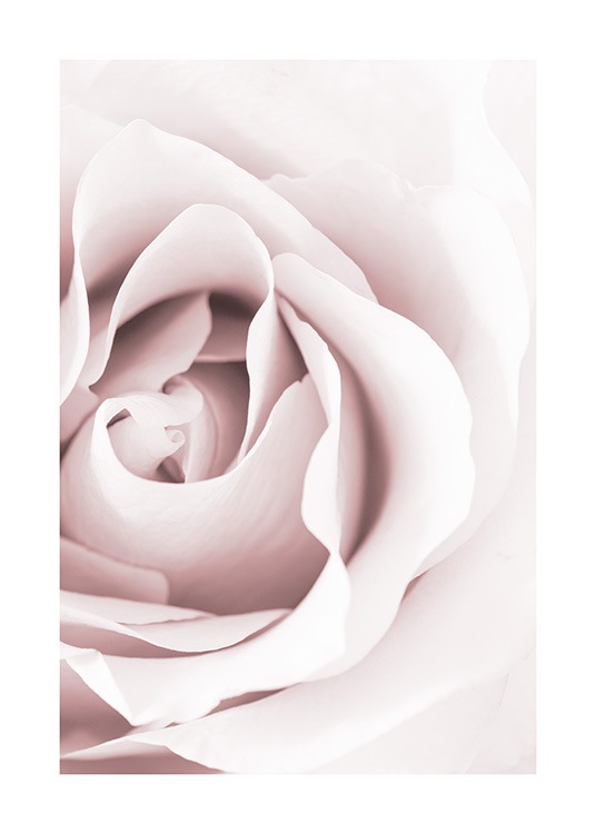 Dreamy Rose Poster / Photography at Desenio AB (12653)