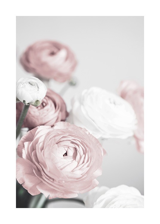 Lovely Roses Poster / Photography at Desenio AB (12654)