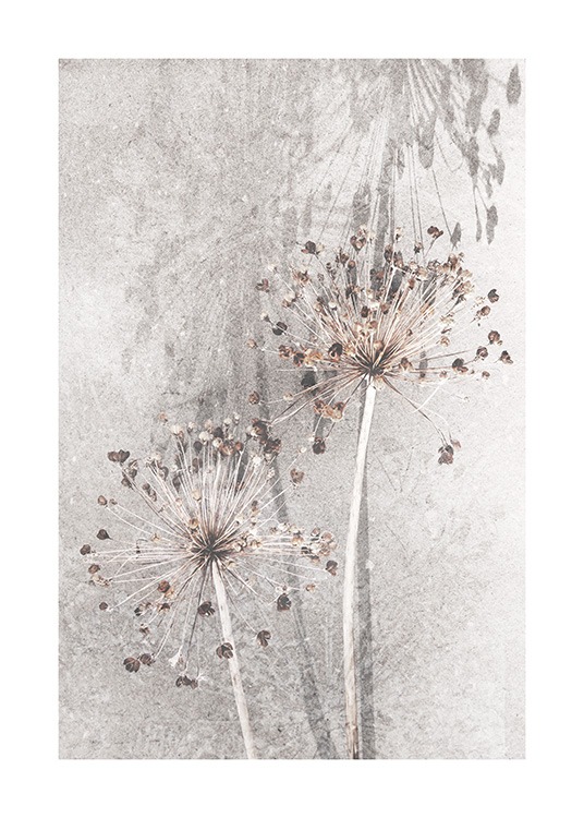 Dried Allium Flowers No1 Poster / Photography at Desenio AB (12661)