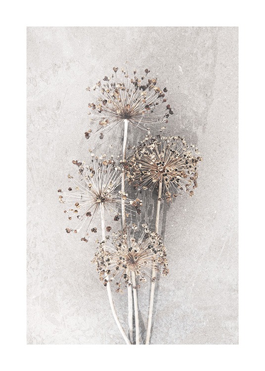 Dried Allium Flowers No2 Poster / Photography at Desenio AB (12662)