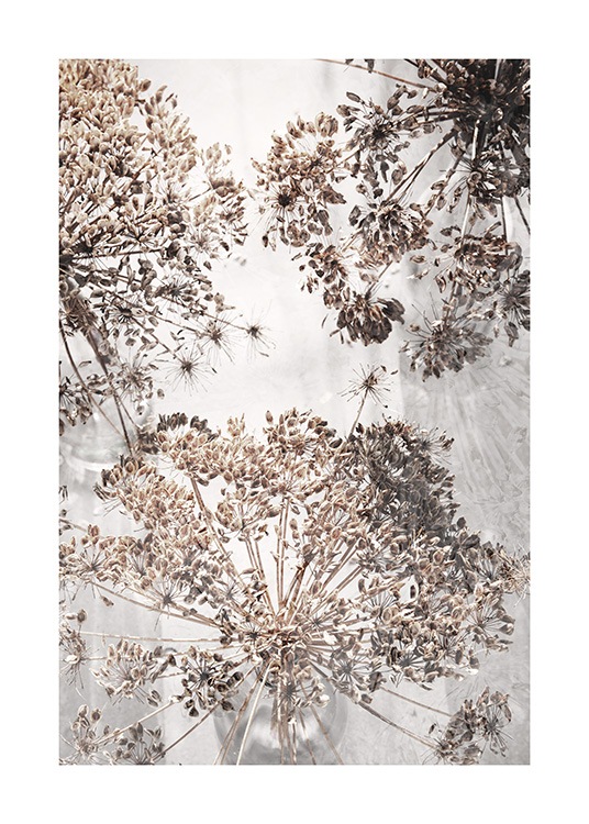 Dried Giant Hogweed No2 Poster / Photography at Desenio AB (12664)