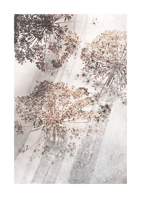 Dried Giant Hogweed No3 Poster / Photography at Desenio AB (12665)