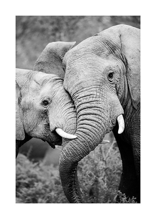 Elephant Friends Poster / Black & white at Desenio AB (12887)