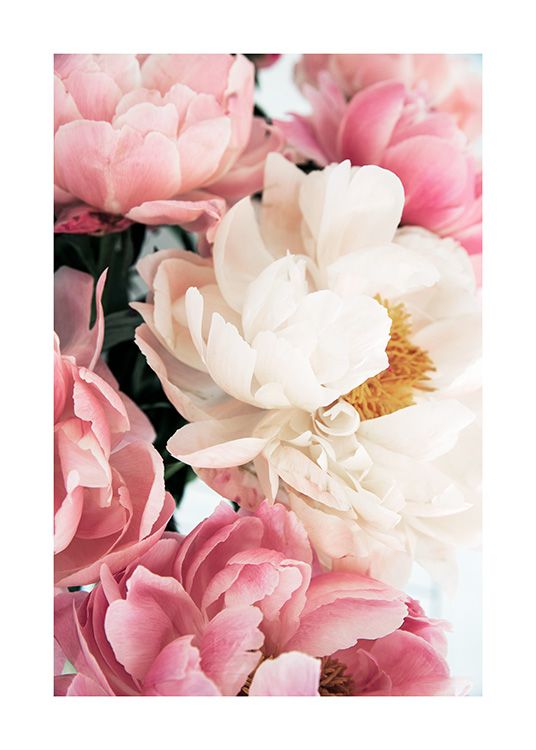 Pink Peonies No1 Poster / Photography at Desenio AB (12904)