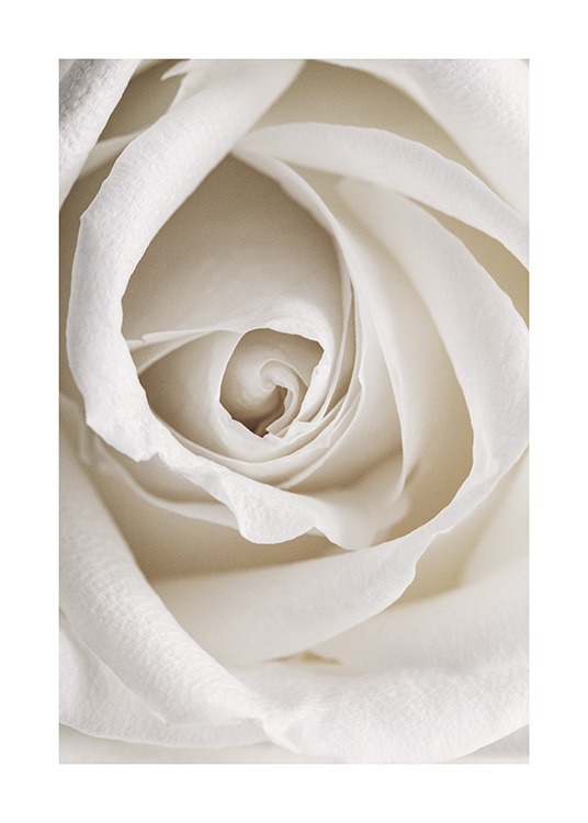 Close up botanical photograph of a romantic white rose