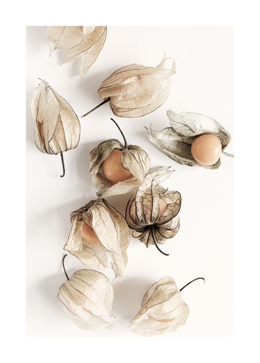 Kitchen print with photograph of physalis on a light beige background