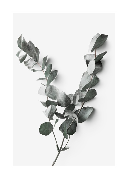 Photograph of eucalyptus twig with a light grey background