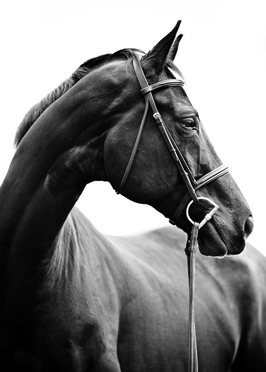 Black and white photograph with portrait of horse from side
