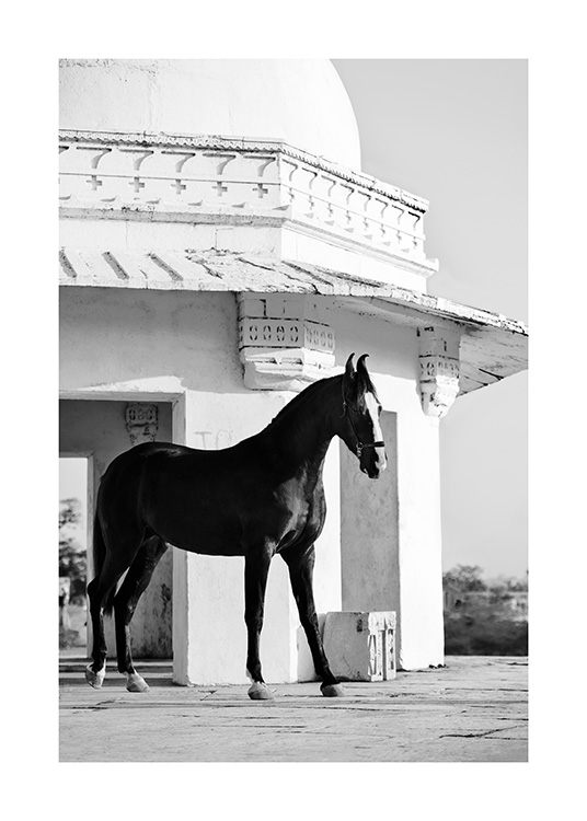 Photograph of black horse in front of old building in black and white