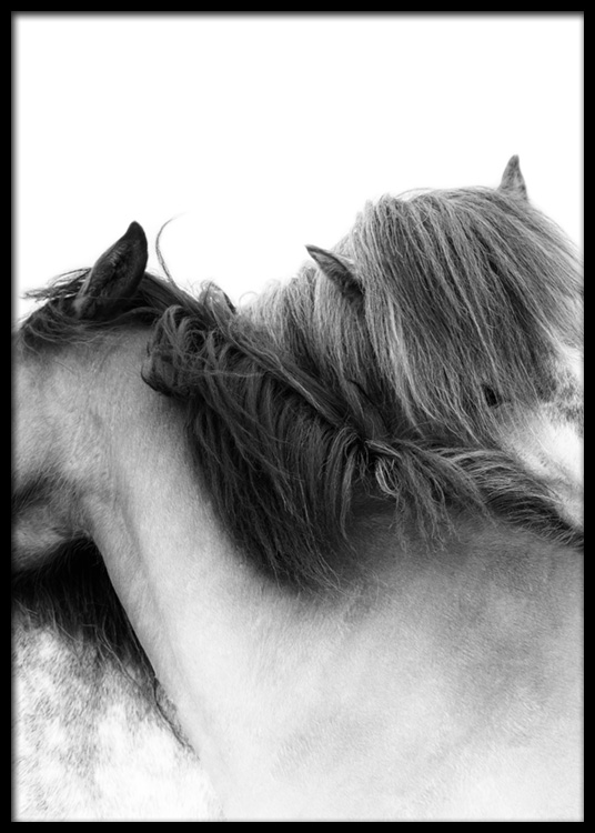 Horse Hug Poster - White horses - desenio.com