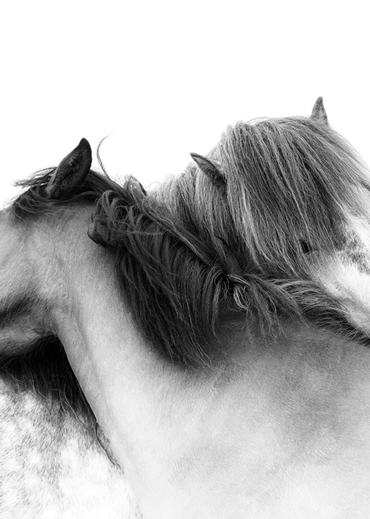Photograph of two white horses with their necks wrapped around each other