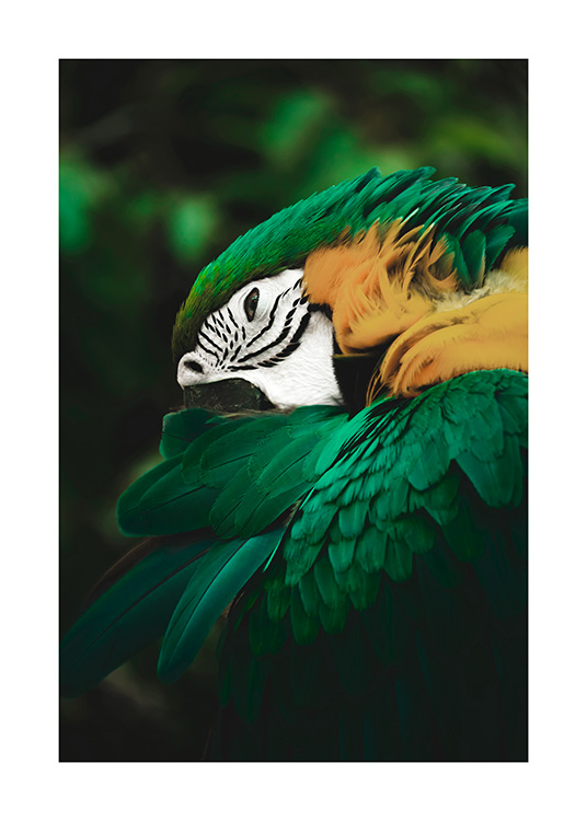 Animal print with green and yellow parrot in the jungle