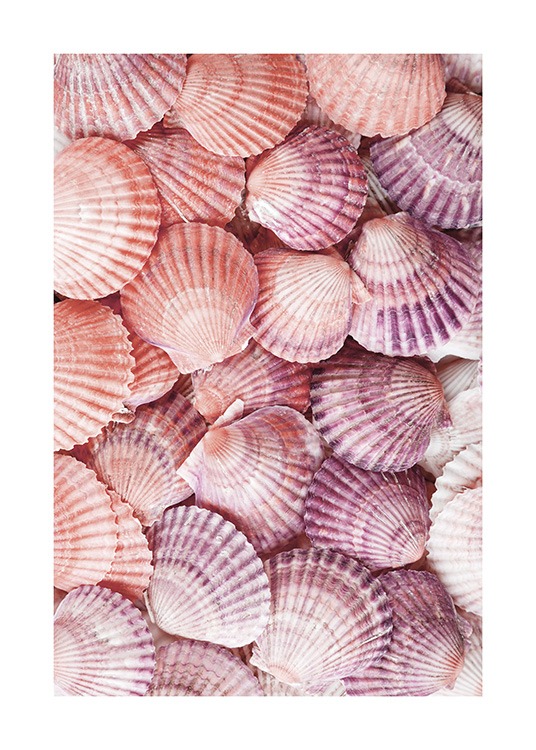 Photograph of seashells in purple and pink laying on top of each other
