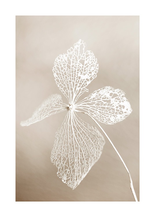  - Close up of dried white flower with a beige and blurry background