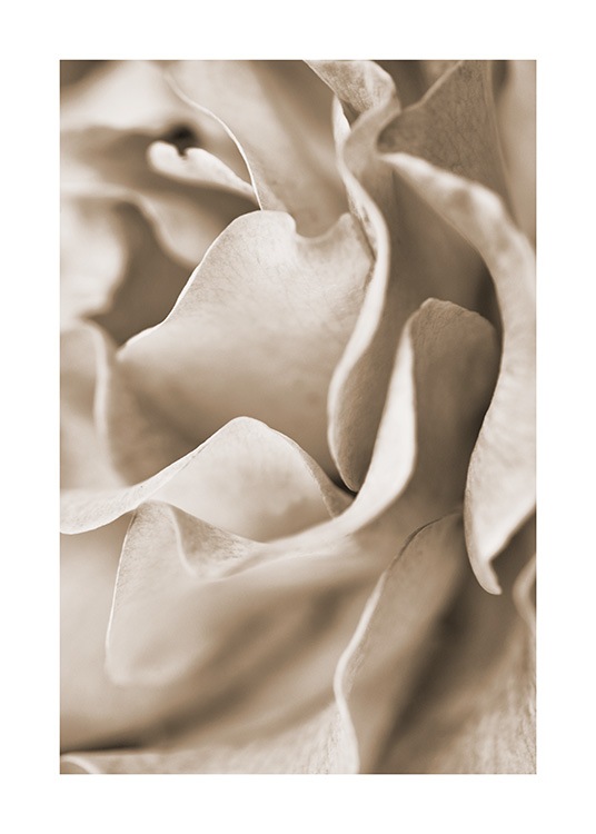  - Close up of a rose with beige petals
