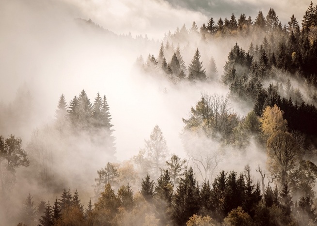 Misty Autumn Forest Poster Foggy Forest Desenio Com
