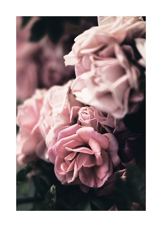 Delicate Rose Poster Pink Roses Close Up Desenio Com