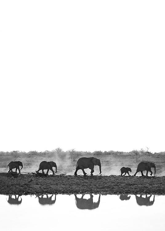  - Black and white photograph of elephants walking on a line with reflections in a lake