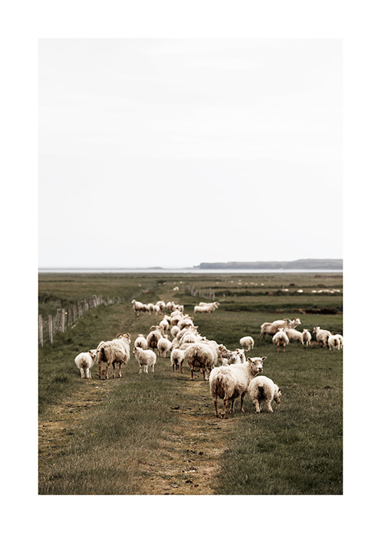  - Photograph of large herd of sheep walking on green landscape on Iceland