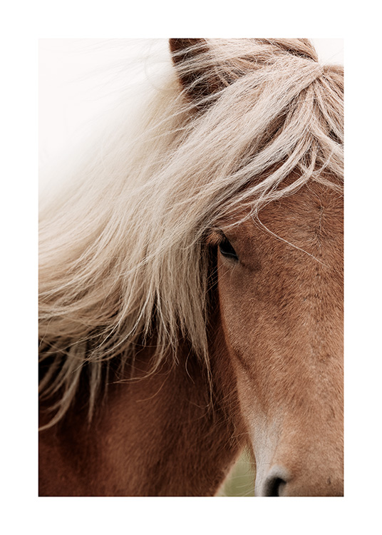  - Photograph up close of brown horse with beige mane