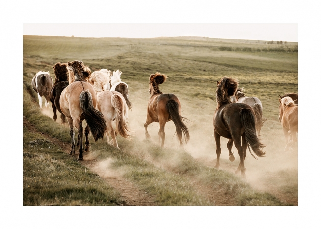  - Photograph of horses running on dusty road in green landscape