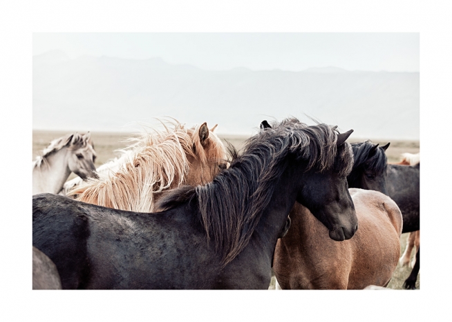  - Photograph of horse herd standing together in Iceland