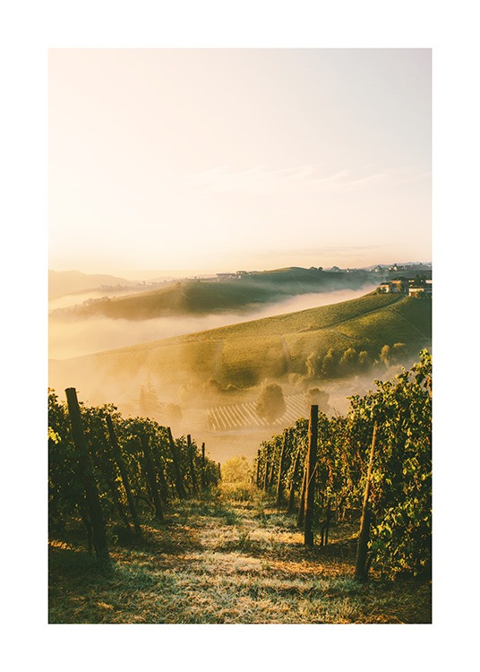  - Photograph of a vineyard in sunshine with green bushes and dust clouds in the background