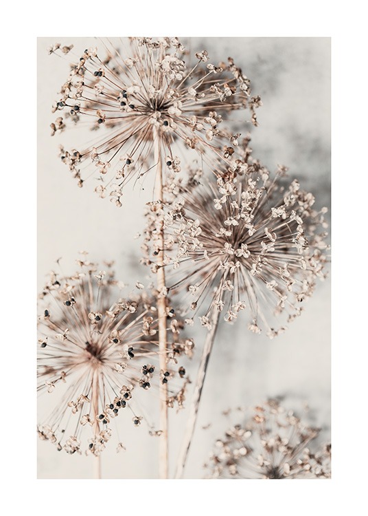  – Dried allium flowers in light beige on a light beige background