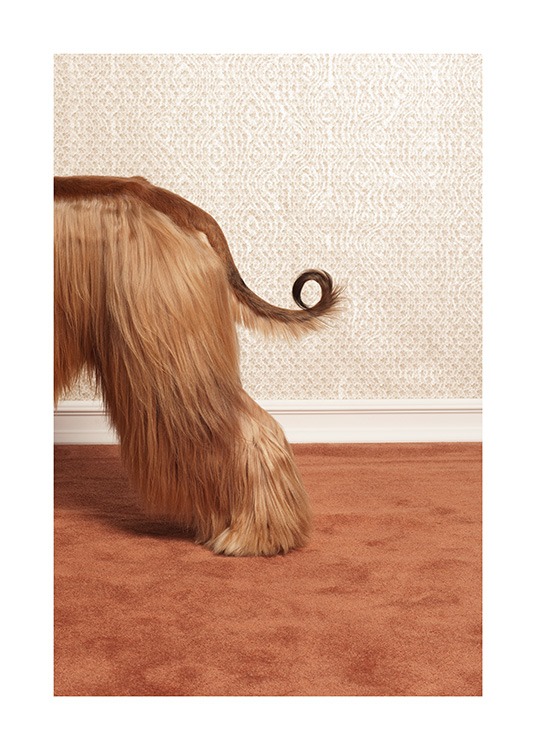 Afghan Hound Poster / Pets at Desenio AB (13594)