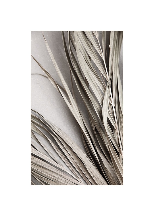 Dry Palm Leaves No2 Poster / Palms at Desenio AB (13671)