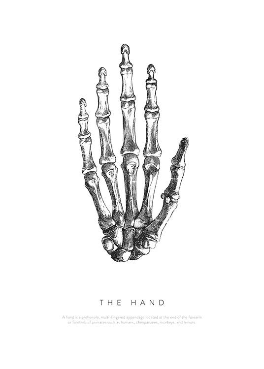 Hand Anatomy Poster / Illustrations at Desenio AB (13729)