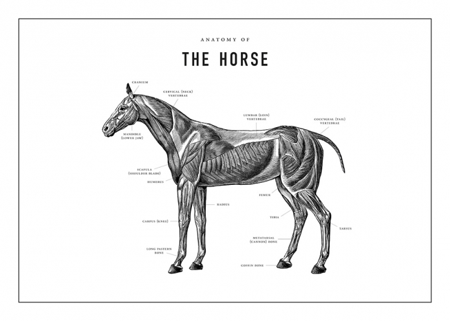 Horse Anatomy Poster / Illustrations at Desenio AB (13732)
