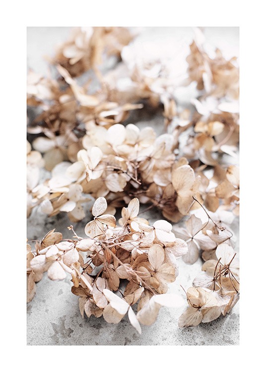 Dried Hydrangea Flowers Poster / Flowers at Desenio AB (13827)